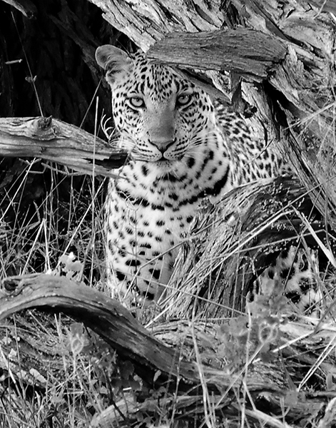 Upper torso of leopard behind a tree trunk