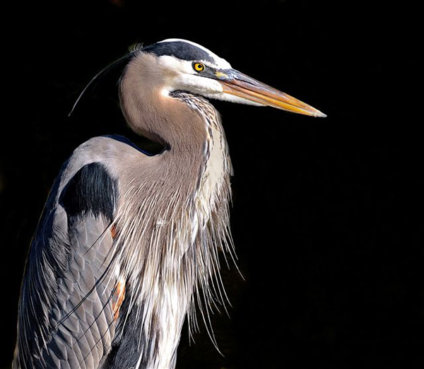 Head and Shoulders of a Great Blue Heron