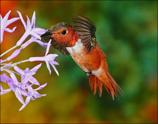 Hummingbird Sipping Nectar from a Pink Flower