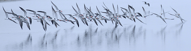 Large group of terns in arc-shaped formation