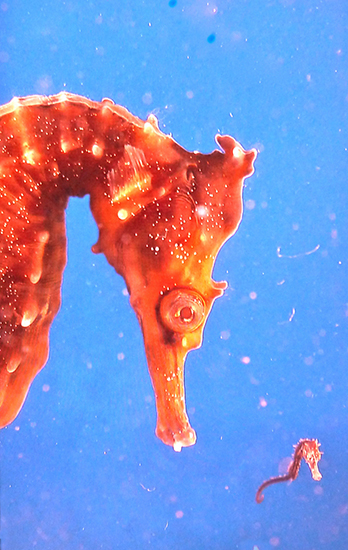 Large Mother Seahorse and Small Baby