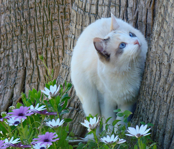 Blue-Eyed Cat Standing in Daisies