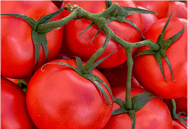 Fresh red tomatoes with green stems