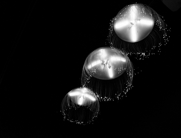 Three Glowing Jellyfish in Dark Water
