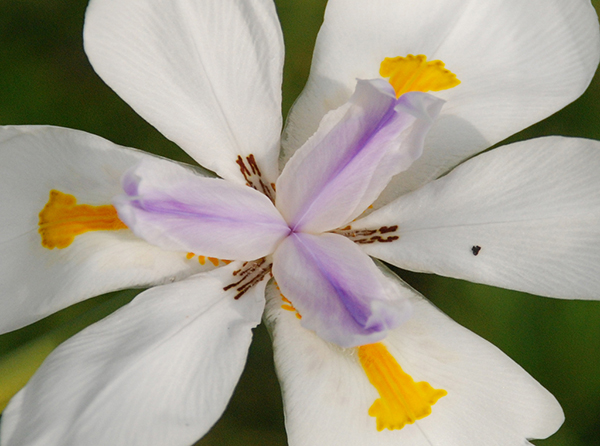 White Lily with Purple Center