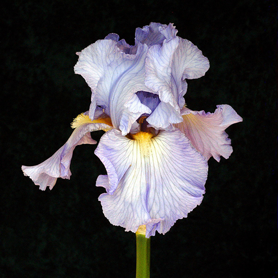 Pale Purple Iris against Black Background