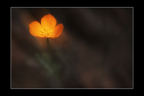 Glowing Poppy against Muted Background