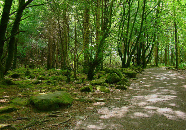 Mossy Green Woodland