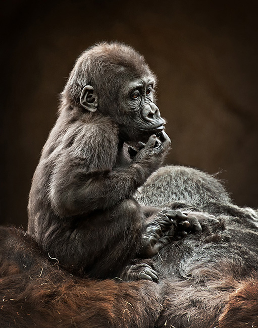 Pensive baby gorilla on mother's back