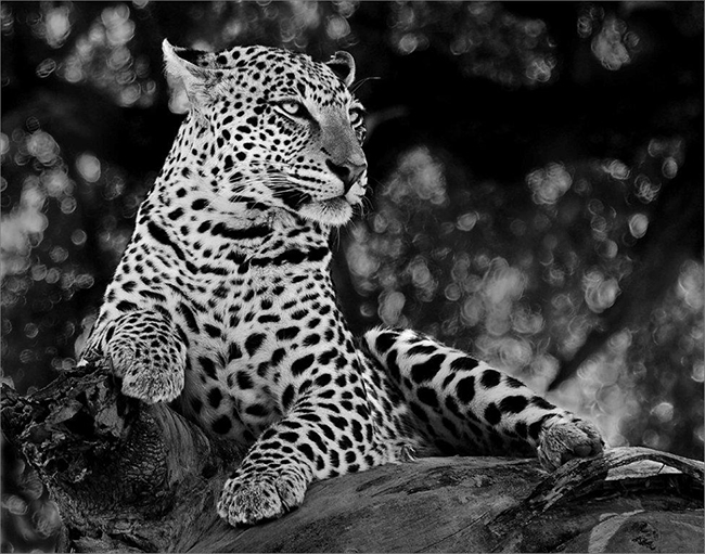 Leopard Relaxing on a Tree Limb