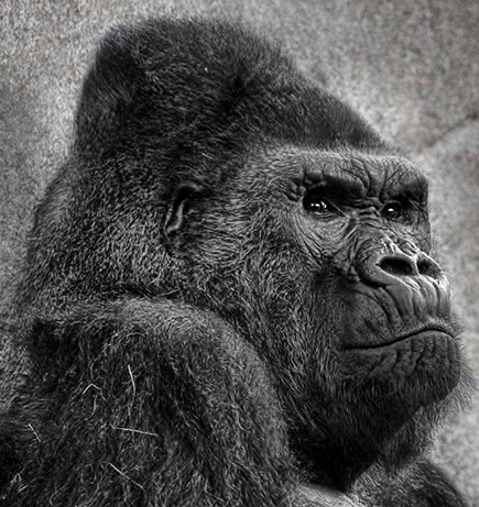 Head of a Silverback Gorilla