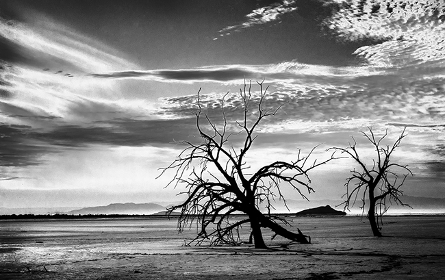 Black Trees in a Stark Desert Landscape with Mountains in the Background