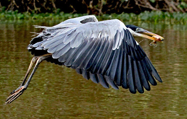 Flying Heron with Fish in Beak