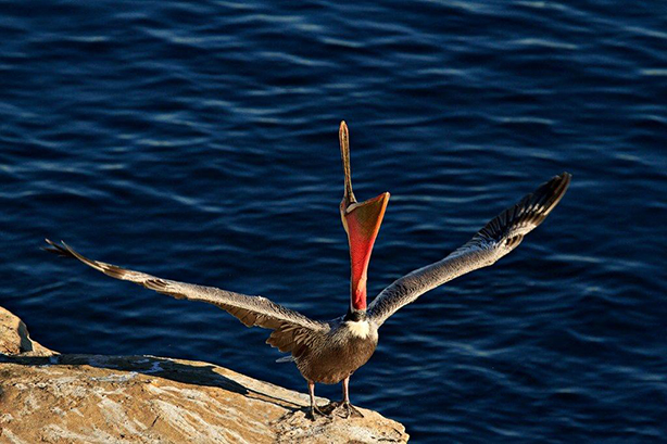 Pelican with Stretched Neck