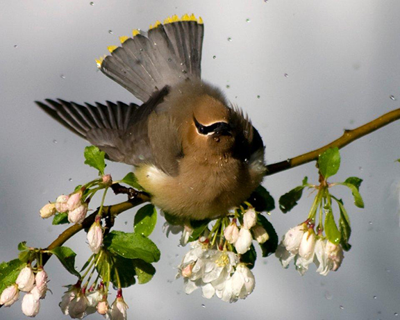 Bird on Flowering Branch with Water Droplets