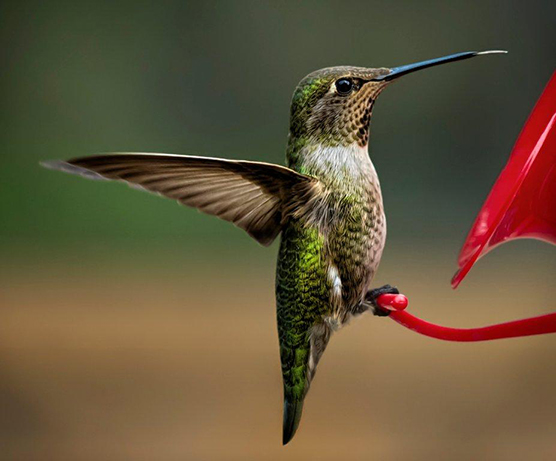 Hummingbird Perched on the Tip of a Red Feeder