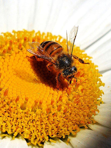 Bee in Center of Flower