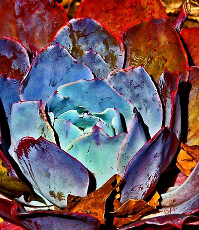 Colorized Succulent