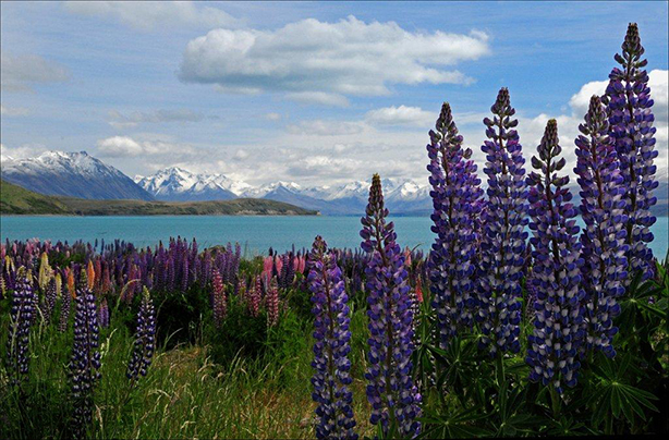 Lupines with Lake and Mountain in Background