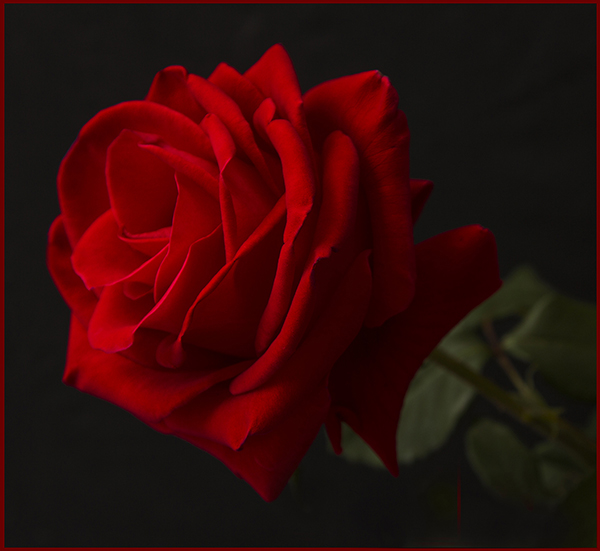 Deep red rose with black background