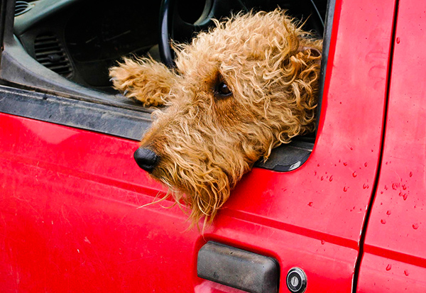 Doleful doggy hanging out the window of a red truck