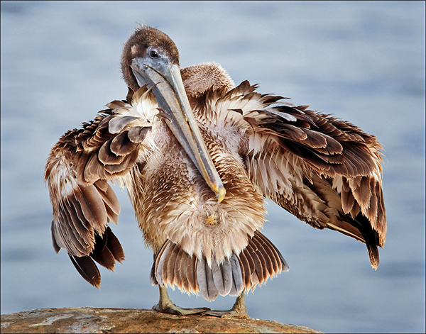 Pelican scratching his back with his bill
