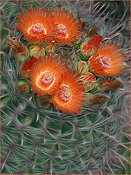 Orange cactus blossoms