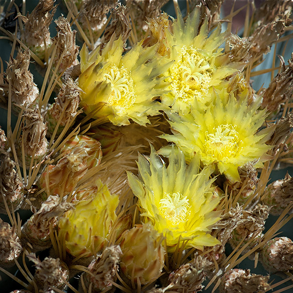 Yellow cactus blossoms surrounded by dead blossoms