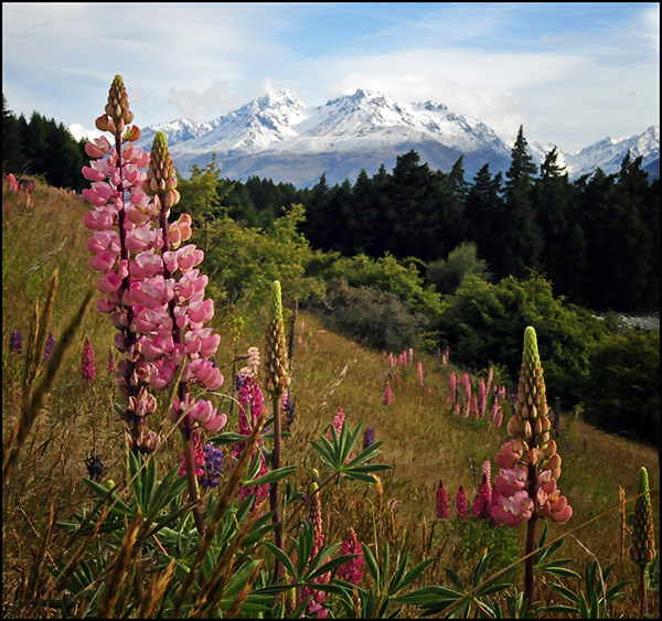 Pink lupines with snow-capped mountains in background