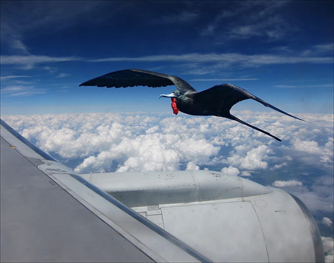 Frigatebird flying near jet engine