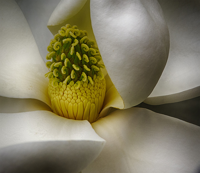 Macro shot of the center of a magnolia blossom