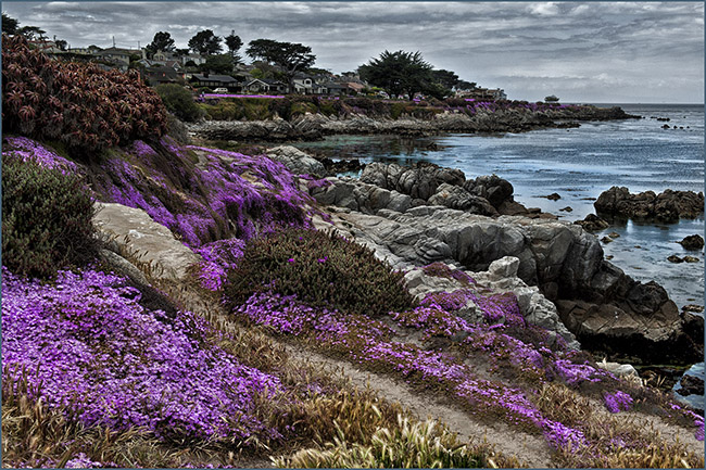 Beautiful purple flowers growing on a rocky coastline