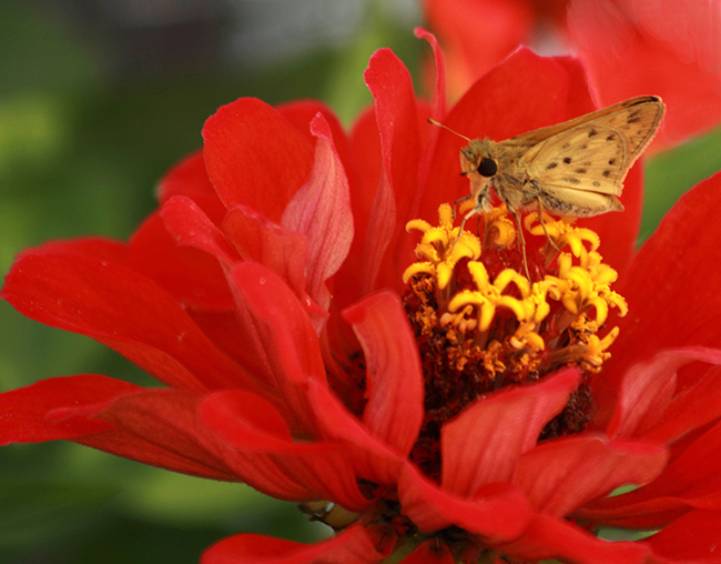 Butterfly on a Red Flower