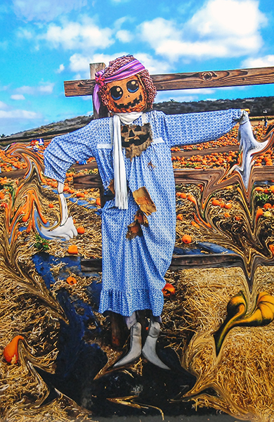 Scarecrow with Sun Glasses in Pumpkin Patch