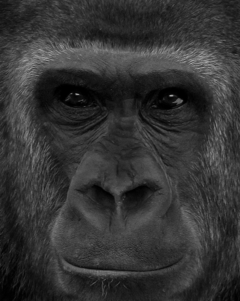 Facial shot of a female gorilla