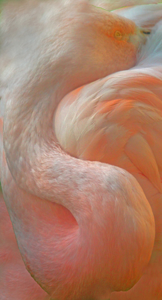 Head and Neck of Flamingo