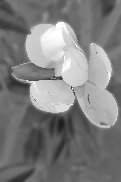 Magnolia blossom with blurred leaves