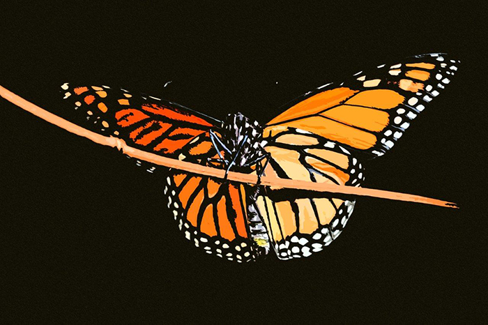 Monarch Butterfly with painterly effects