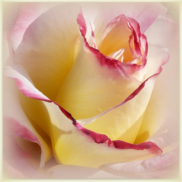 Cream colored rose bud with ruby tipped petals