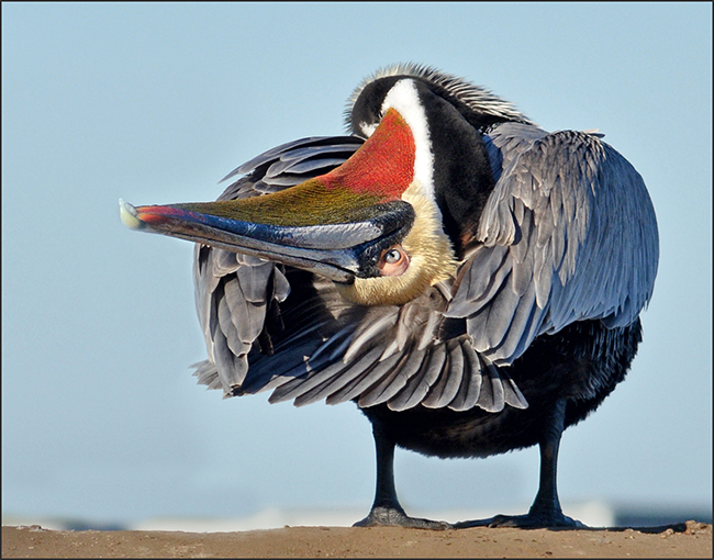 Pelican with head upside down