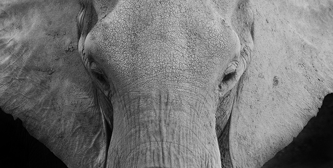 Head shot of elephant