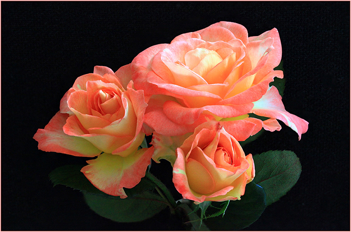 Three glowing pink and yellow roses on a black background