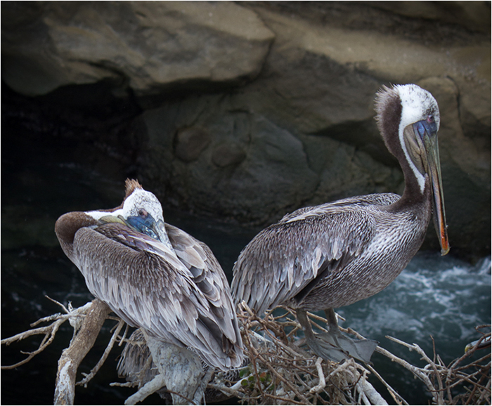 Two nesting pelicans with rocks in the background
