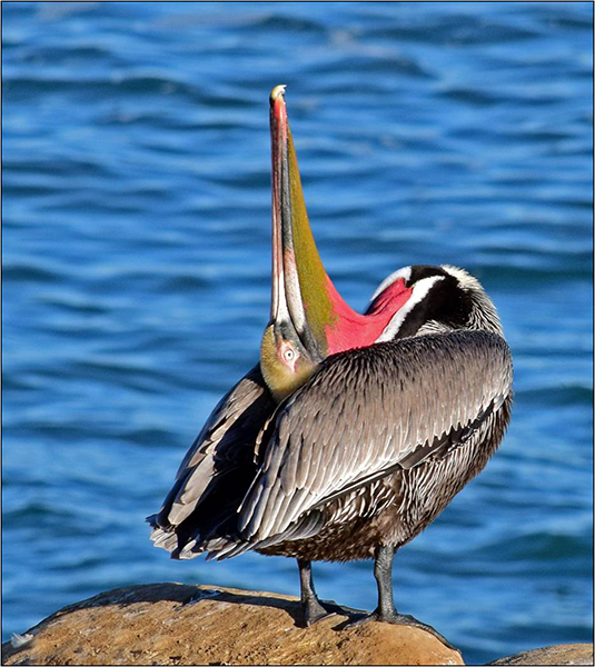 Pelican stretching its neck