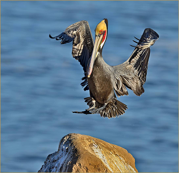 Pelican poised for a landing above a rock