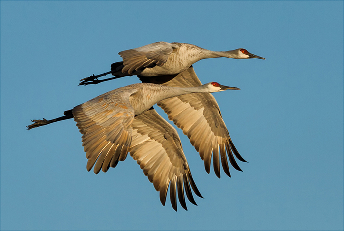 Two Flying Sand Cranes