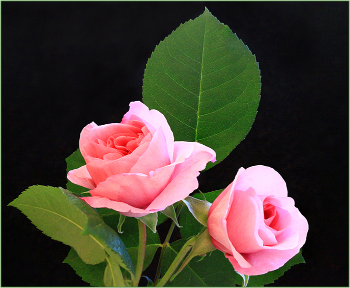 Two Pink Roses against a Black Background