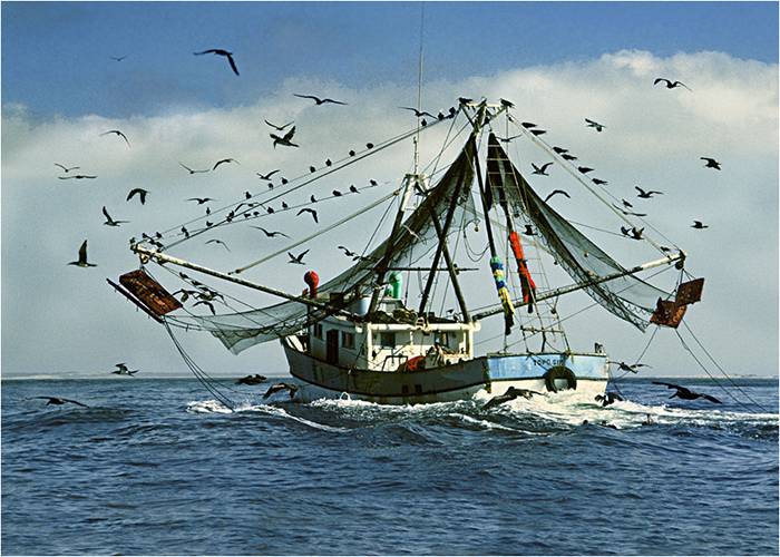 Shrimp Boat Surrounded by Gulls