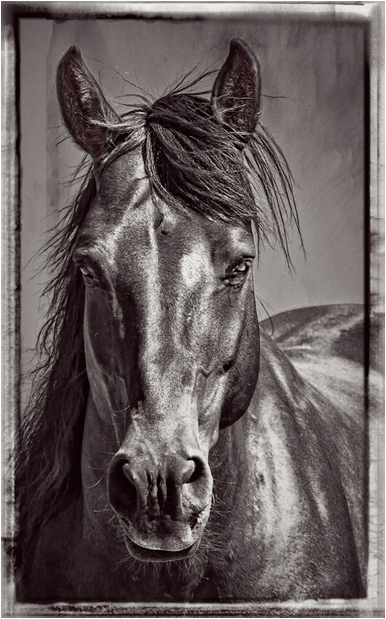 Beautiful Head Shot of a Wild Horse