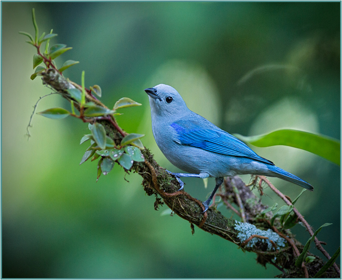 Beautiful Blue Colored Bird against a Green Background